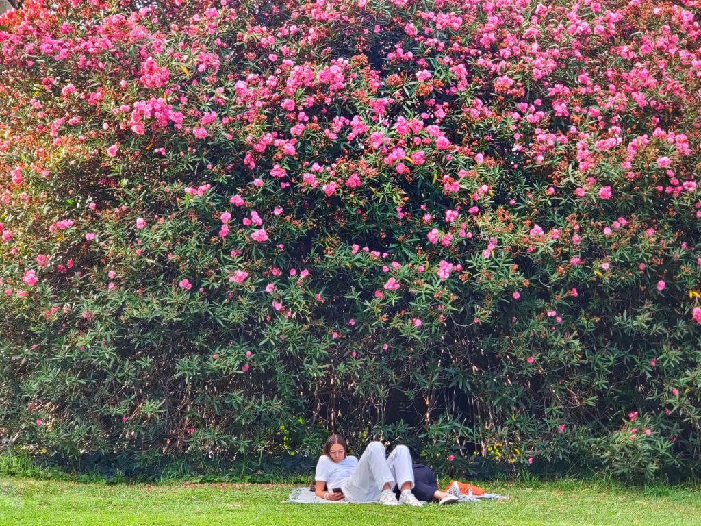 A woman lying down in a park with a tree with pink flowers behind her
