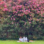 A woman lying down in a park with a tree with pink flowers behind her