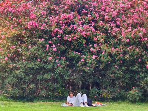 A woman lying down in a park with a tree with pink flowers behind her